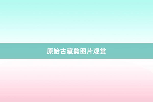 原始古藏獒图片观赏